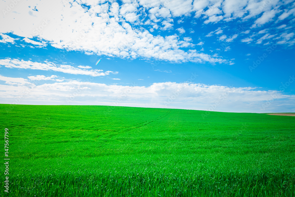 Obraz premium Green Field and Beautiful Sunset