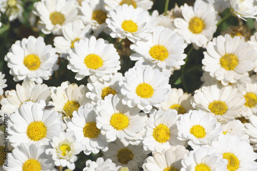 Some white marguerite flowers. Daisy garden with open petals and yellow stamens. Floral background.
