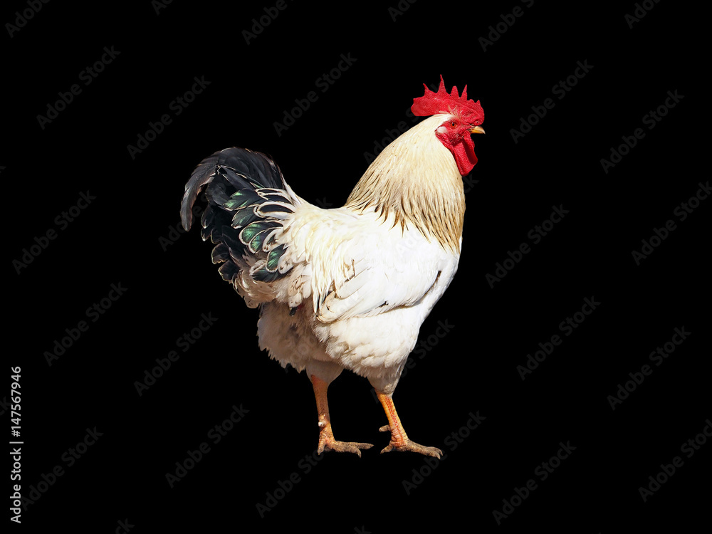 White cock on a black background. Rooster isolated