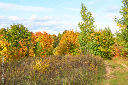 Scenic autumn landscape with colourful trees, grass and other vegetation on hill and clouds on blue sky