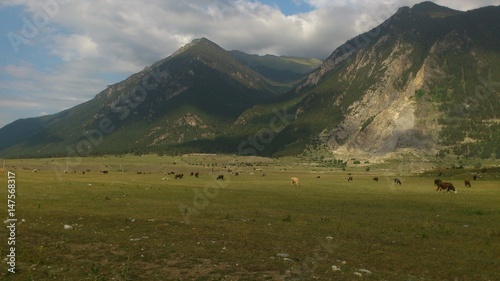 Meadows in the mountains. Cows graze in the meadow.