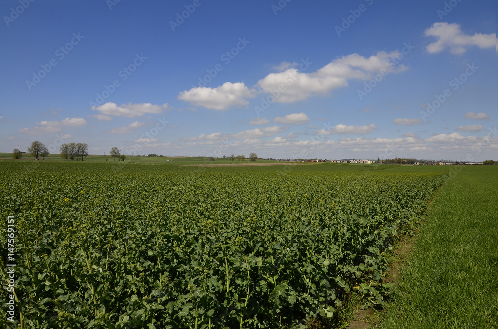 A field of growing oilseed in the rural landscape A field of growing oilseed in the rural landscape