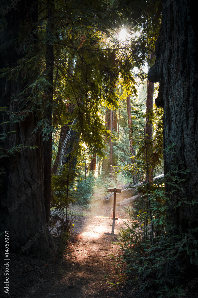 Fototapeta premium Sequoia trees at Pfeiffer parc