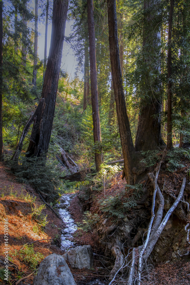 Obraz premium Sequoia trees at Pfeiffer parc