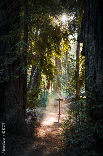 Sequoia trees at Pfeiffer parc