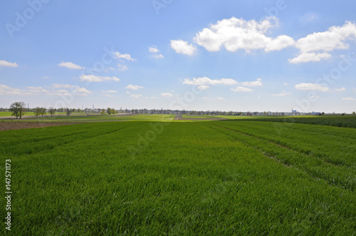 A rural view to the fields of grain with trees and blue sky in the distance