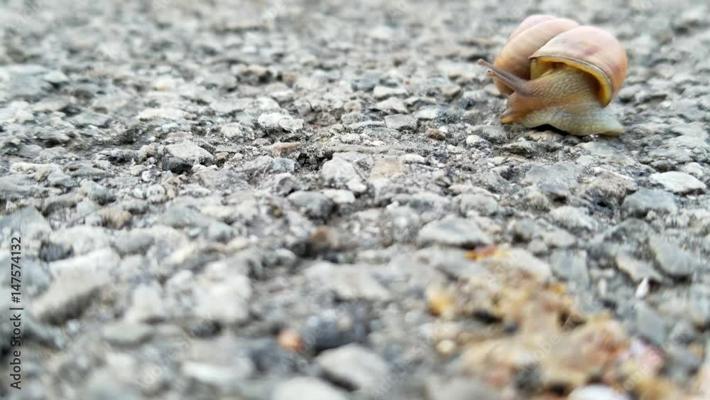 Single land snail on an asphalt concrete footpath. Time-lapse (2x real time). Single land snail on an asphalt concrete footpath. Time-lapse (2x real time).