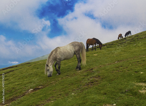 Wild horses in the mountain