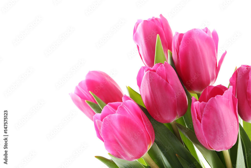 Bouquet of pink tulips on a white background Bouquet of pink tulips on a white background