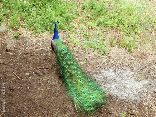 A peacock walks