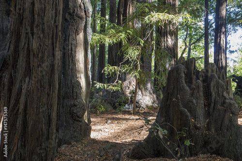 Sequoia photo