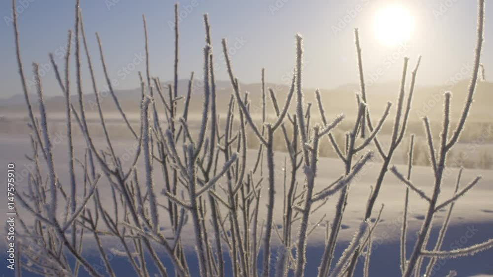 Frosty branches i arctic landscape, with tilt Frosty branches i arctic landscape, with tilt