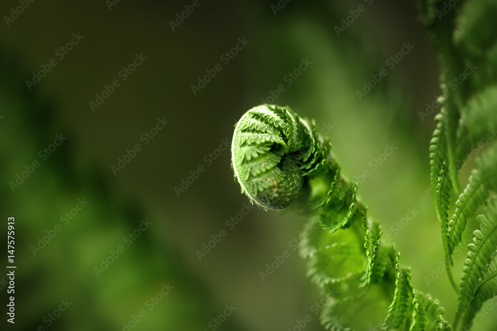 Fototapeta premium Fern leaf in the forest. Close-up