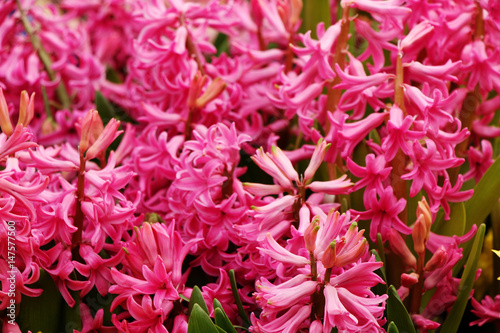 Brightly pink hyacinths 