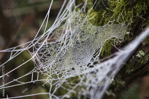 Frozen spider web