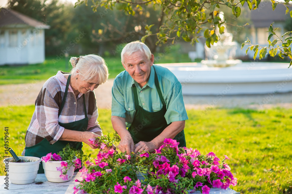 Woman and man transplanting flowers. Smiling old couple outdoors. Turn hobby into a business.