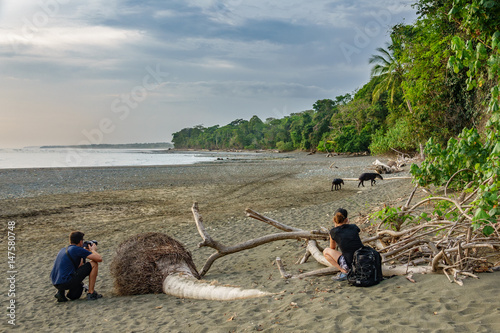 Unidentified tourists admire tapir entering the forest in Corcovado photo