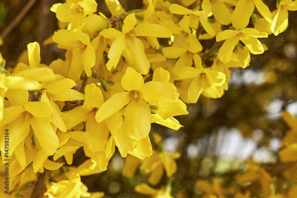 Obraz premium Forsythia