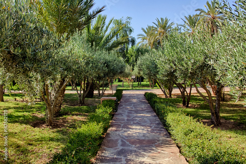 Allée avec oliviers au Maroc 