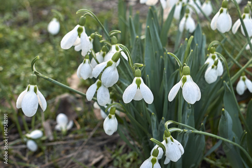 Galanthus nivalis   photo