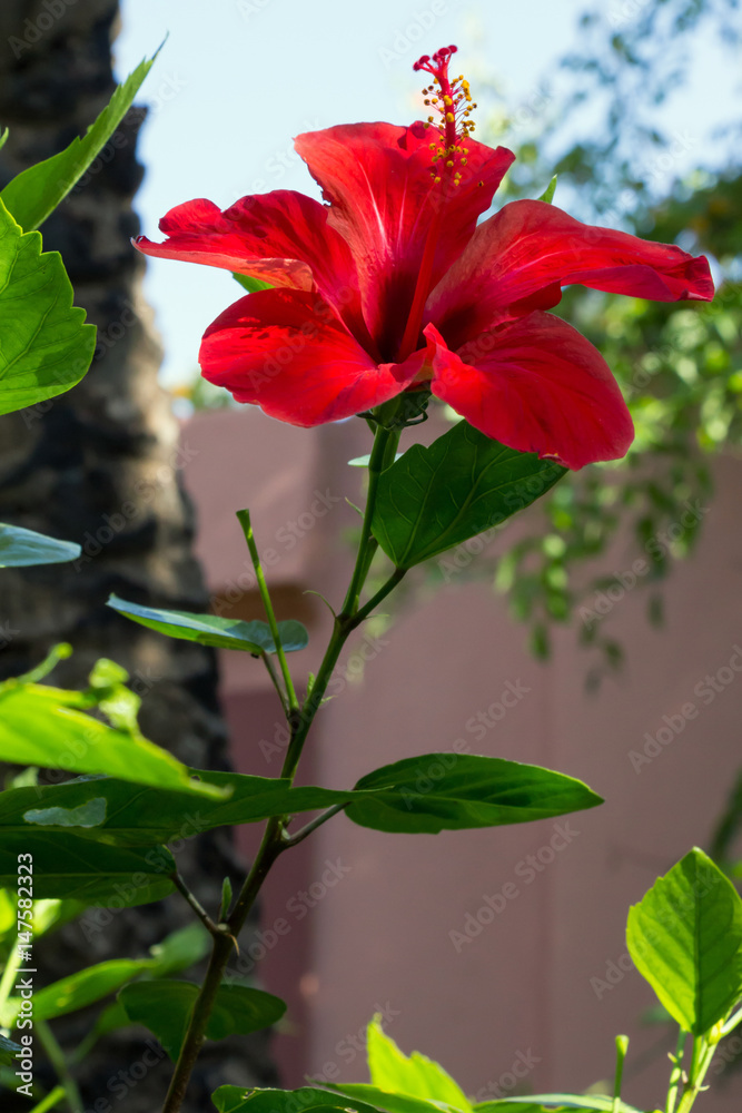 Fleur d'hibiscus rouge ou hibiscus Rose de Chine