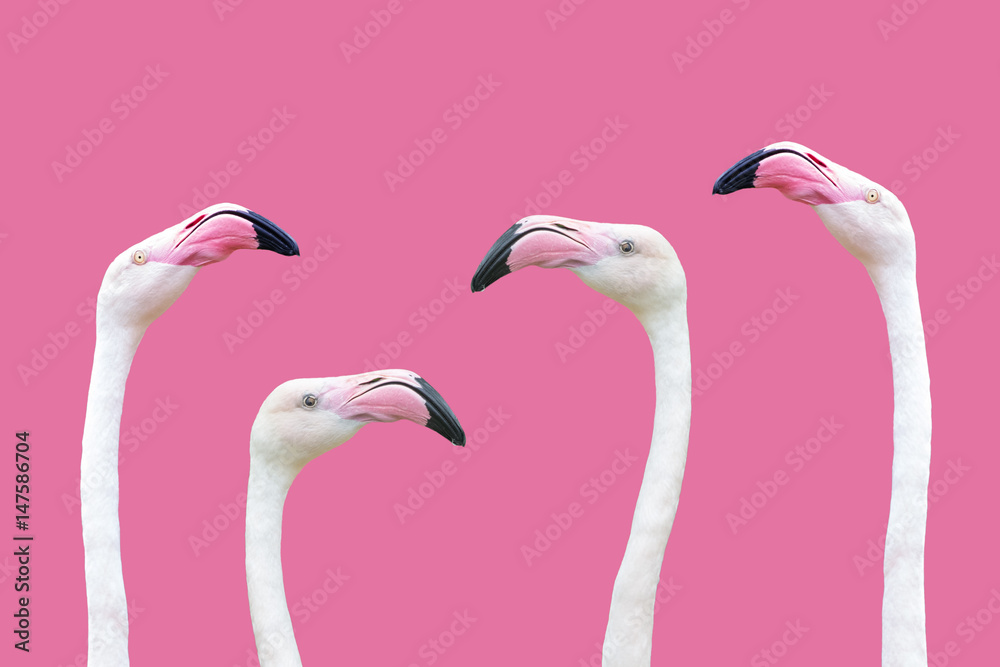 Naklejka premium głowa flaminga