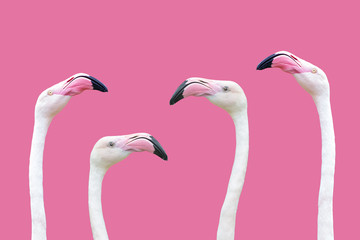 Poster Flamingo Kop van een roze flamingo  © denboma