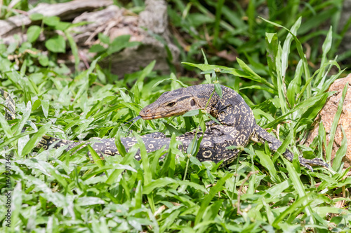 an lizard looking