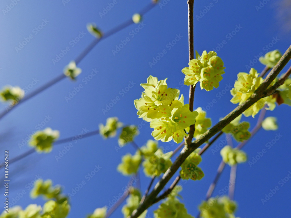 A branch of bright yellow Cornus mas against a magnificent blue sky. A branch of bright yellow Cornus mas against a magnificent blue sky.