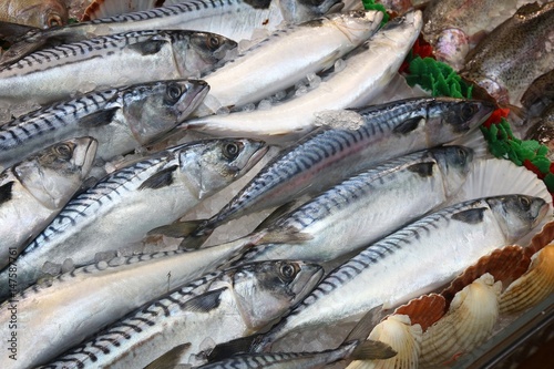 Fresh mackerel, English store