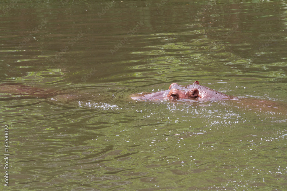 Fototapeta premium An dangerous hippopotamus
