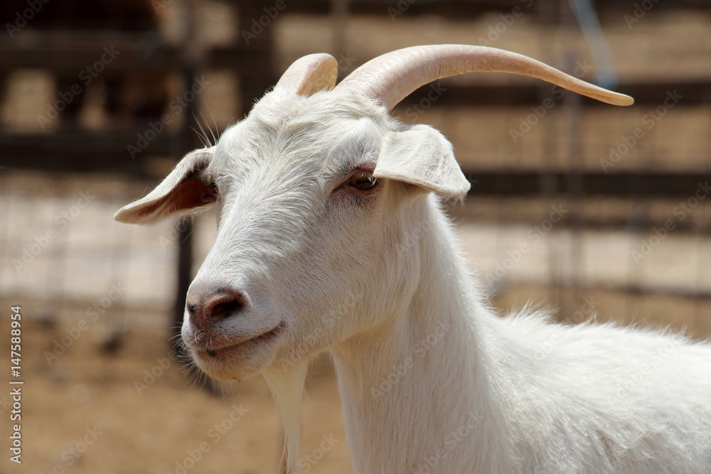 Close up. Goat on Alpaca farm near Mizpe Ramon. Israel 2017 Close up. Goat on Alpaca farm near Mizpe Ramon. Israel 2017