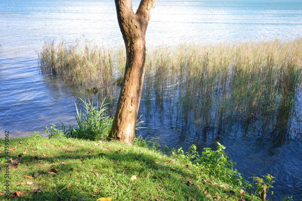 Φωτογραφία Trees and vegetation by the shore of the Lake Izabal - the biggest lake in Guatemala, Central America