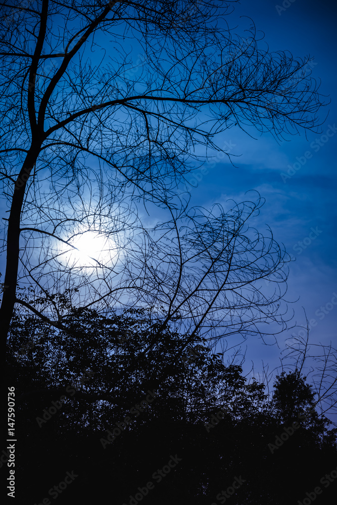 Silhouette of dry tree against night sky with beautiful moonlight. Outdoor. Silhouette of dry tree against night sky with beautiful moonlight. Outdoor.
