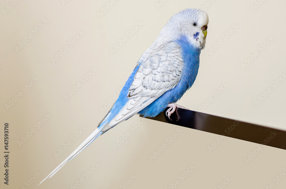 Budgerigar isolated on white