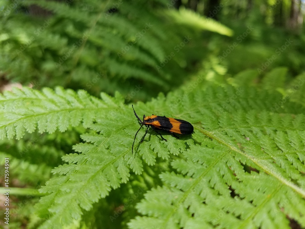 Bug on plant Bug on plant