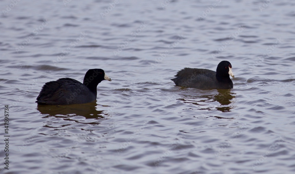 Fototapeta premium Beautiful background with two amazing american coots in the lake