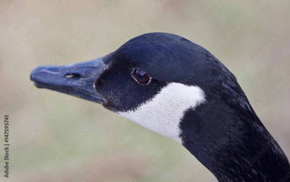 Beautiful portrait of a cute Canada goose in the lake