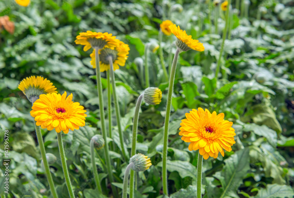 Orange gerbera flowers and buds from close