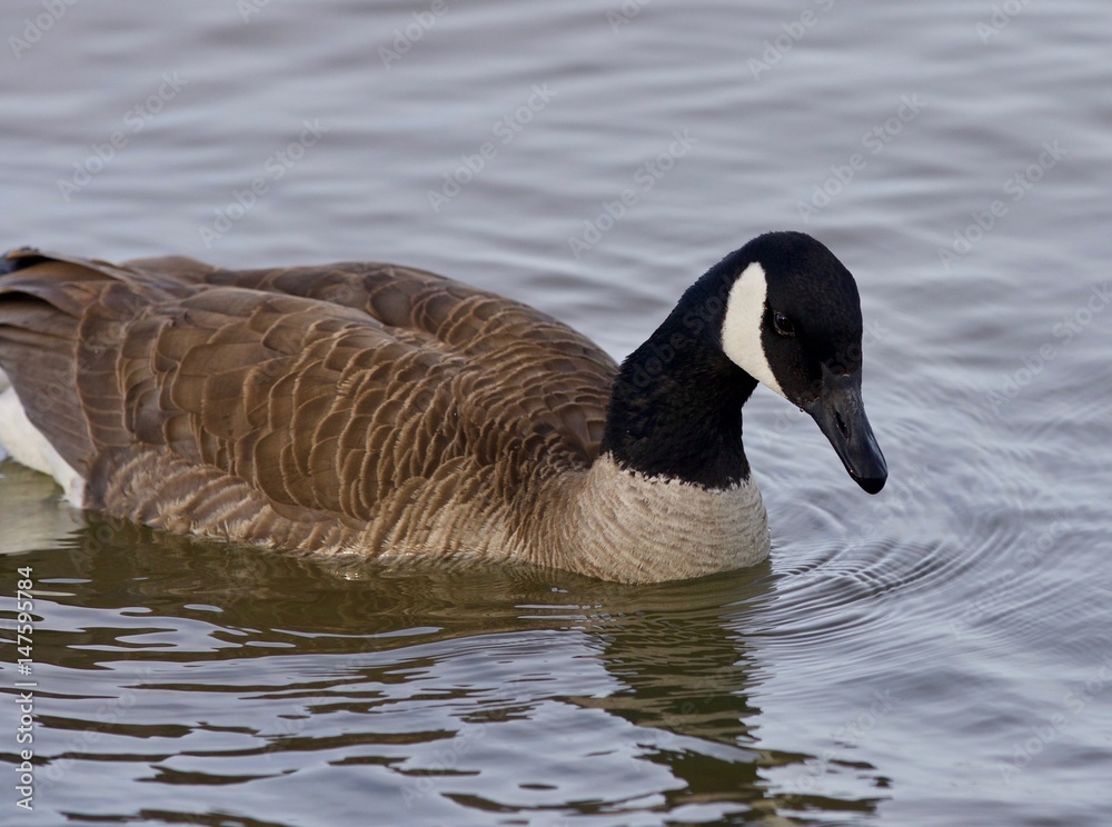 Fototapeta premium Beautiful isolated photo with a cute Canada goose in the lake
