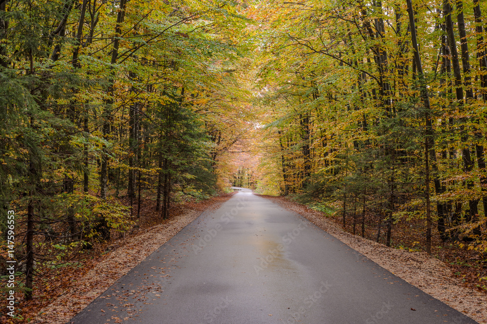 Country road through autumn forest