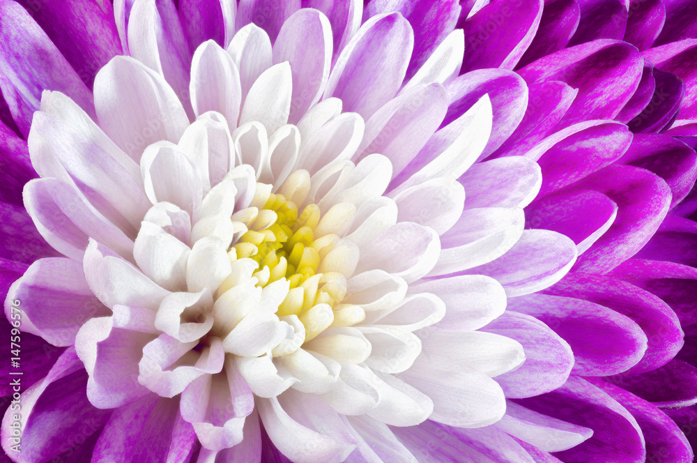 Purple chrysanthemum in closeup