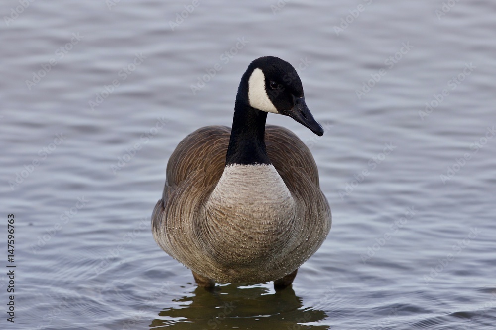 Beautiful image with a cute Canada goose in the lake Beautiful image with a cute Canada goose in the lake