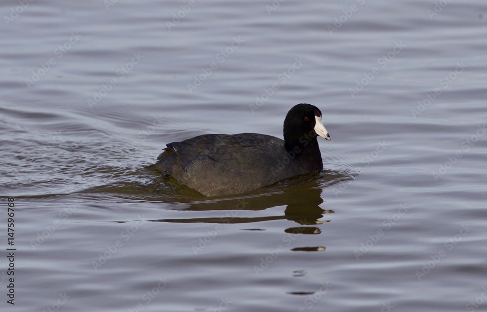 Beautiful image with amazing american coot in the lake Beautiful image with amazing american coot in the lake
