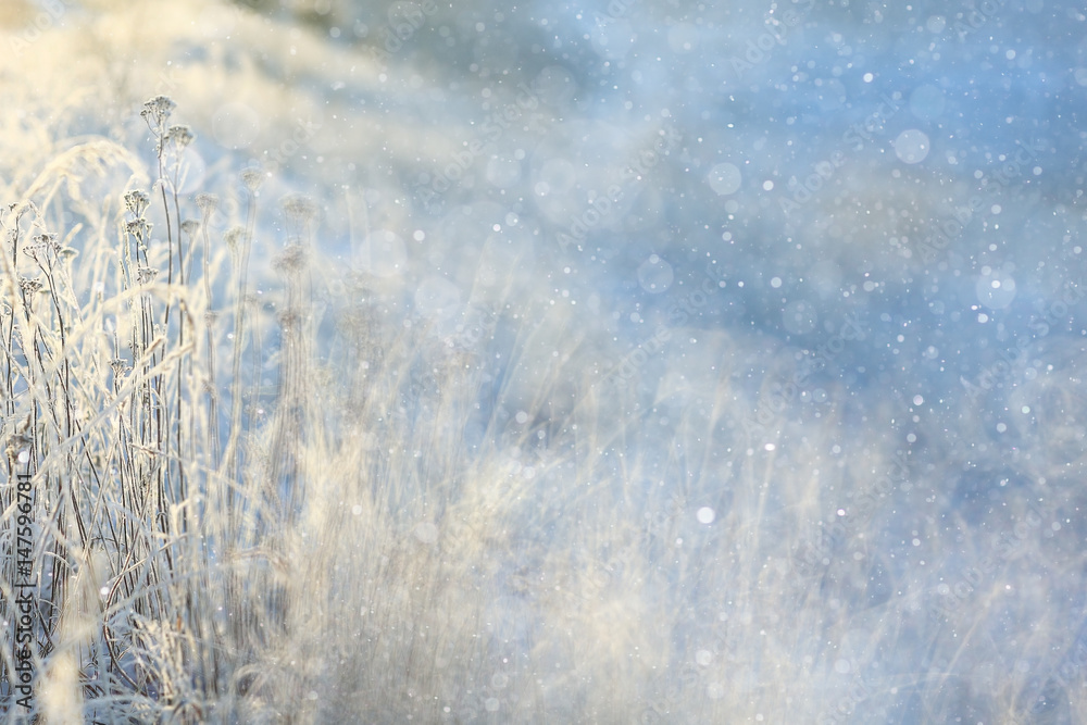 Obraz premium winter background blur forest snowflakes bokeh