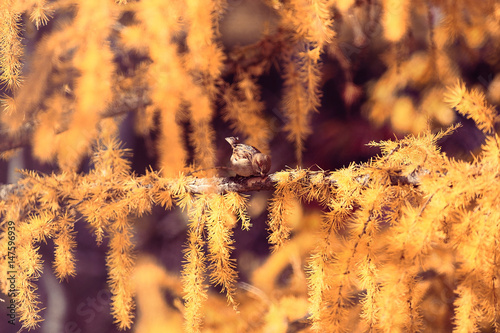 autumn background yellow larch branches