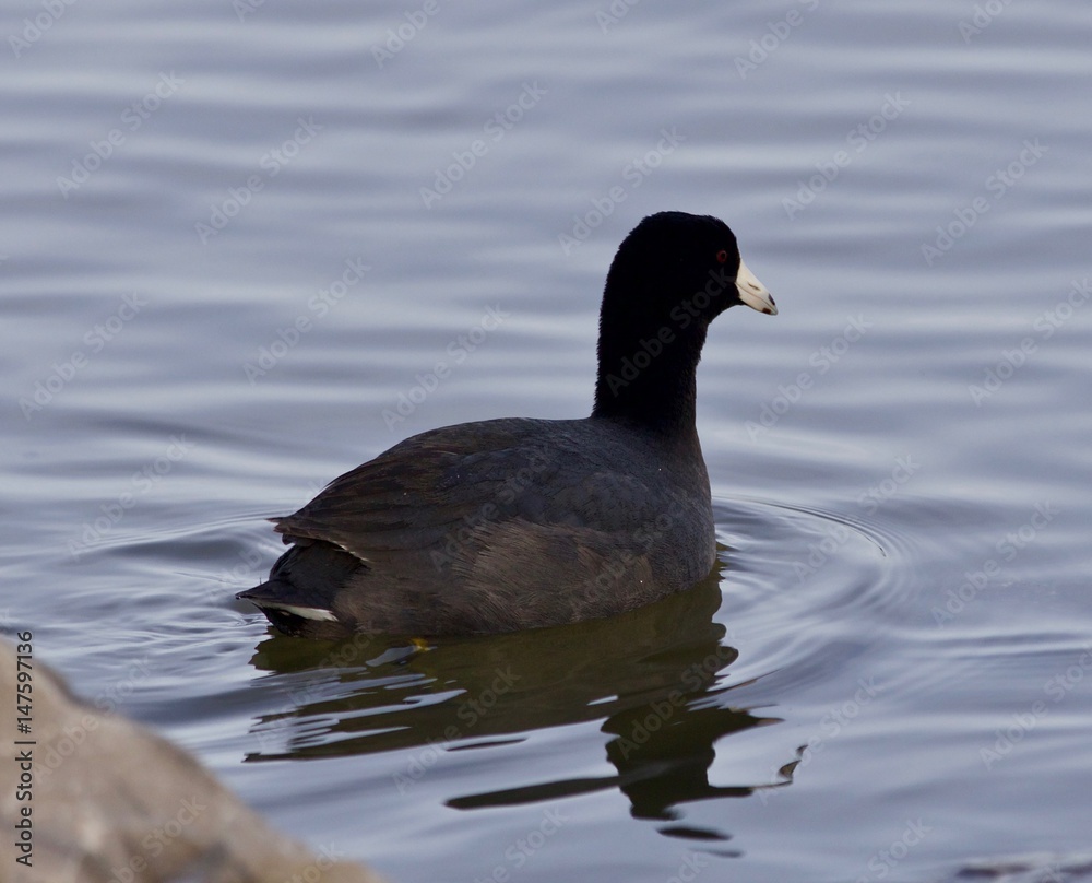 Beautiful background with amazing american coot in the lake Beautiful background with amazing american coot in the lake