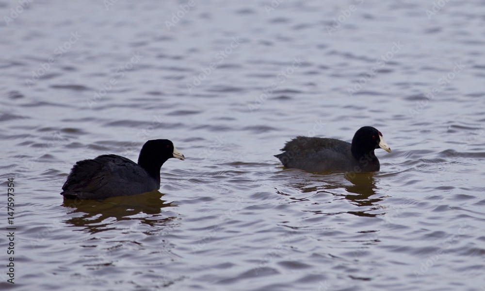 Beautiful postcard with two amazing american coots in the lake Beautiful postcard with two amazing american coots in the lake