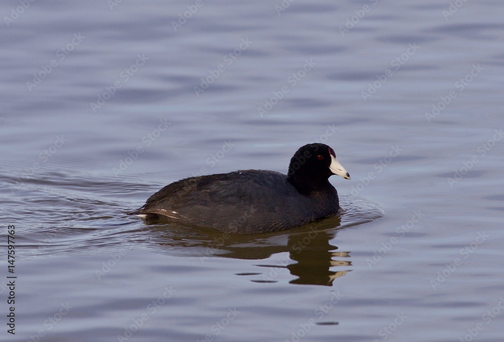 Beautiful picture with funny weird american coot in the lake Beautiful picture with funny weird american coot in the lake