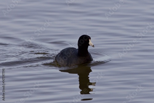 Beautiful image with amazing american coot in the lake © MrWildLife